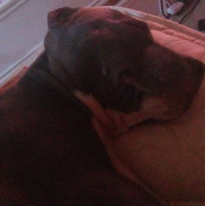 Meet your Posher, Destiny